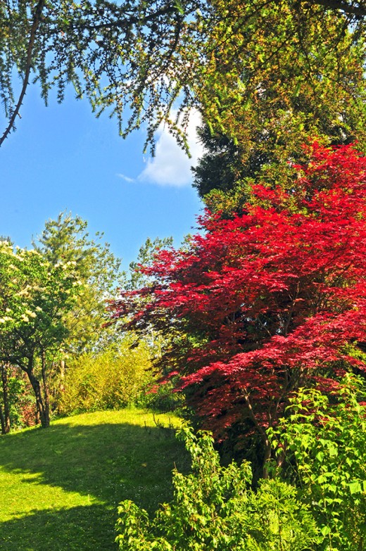 Japanese style foliage.