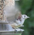 How to Attract Birds to your Garden in 3 Simple Steps