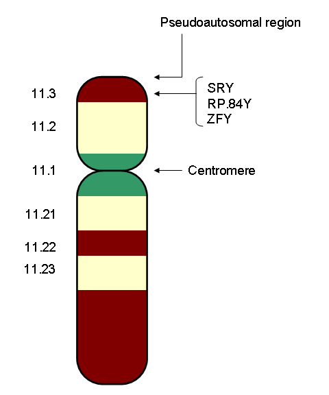 The Y Chromosome