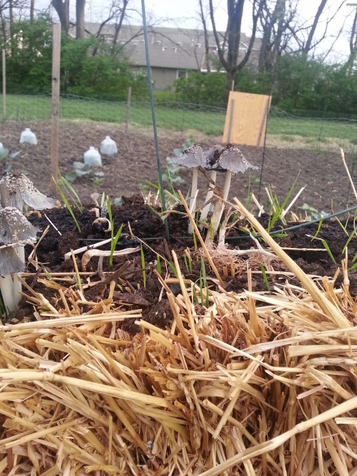 Starting A Straw-Bale Garden | Dengarden