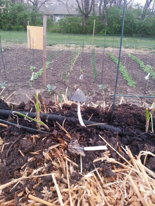 Starting A Straw-Bale Garden | Dengarden