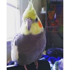 My first (and secretly my favorite) cockatiel, Henry