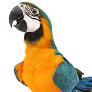 Blue and Gold Macaw