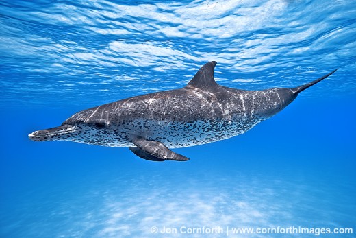 Atlantic Spotted Dolphin