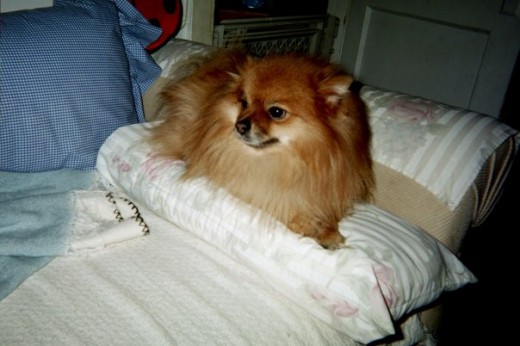 Rebel Jett Star - July 17, 2005.  