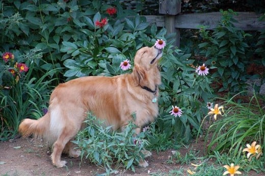 Take Time to Smell the Flowers!