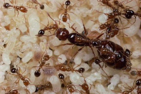 Fireant "scout" leaves mound to seek food and water sources.