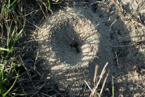 Overhead view of a fire ant mound.