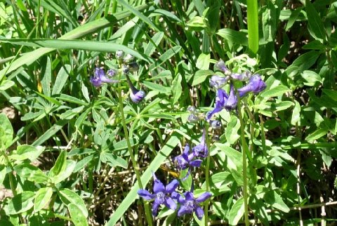 Poisonous Larkspur... Avoid using any of this delphinium family in your garden if you have livestock (including dogs and cats ) or a nervous spouse!
