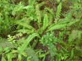 Wonderfully, Weird Ferns