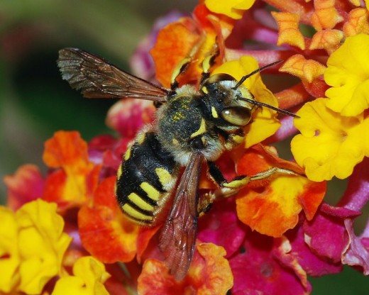 Bee Venom the New Botox?