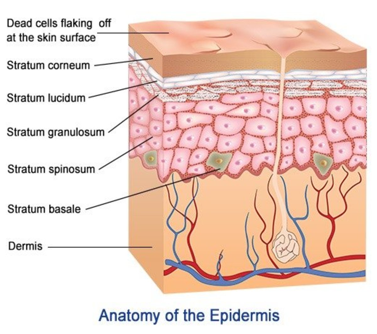 5 Layers And Cells of the Epidermis | HubPages