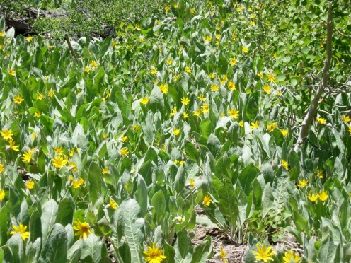 Drifts of Mule's Ears cover dry slopes.