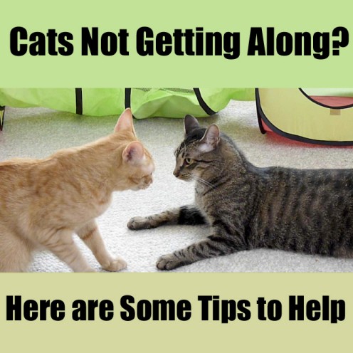 Cats Not Getting Along? Some Tips to Help Cats Not Getting Along? Some Tips to Help