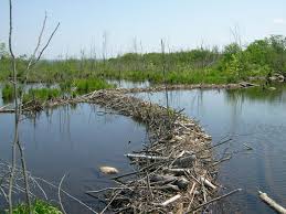 A substantial dam built by beaver power