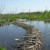 A substantial dam built by beaver power