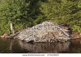 A large lodge may contain up to 20 beavers