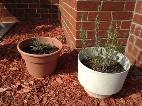Oregano and Rosemary (from last year)