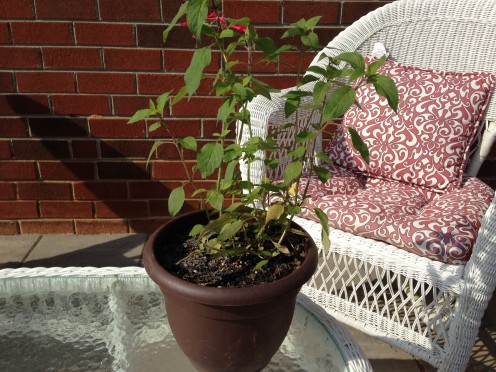 Pineapple Sage (Eliott's choice)