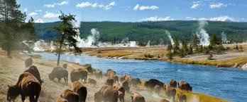 Herd of Bison along the Firehole River