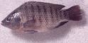 Mozambique tilapia fish 