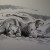 Bears Bears