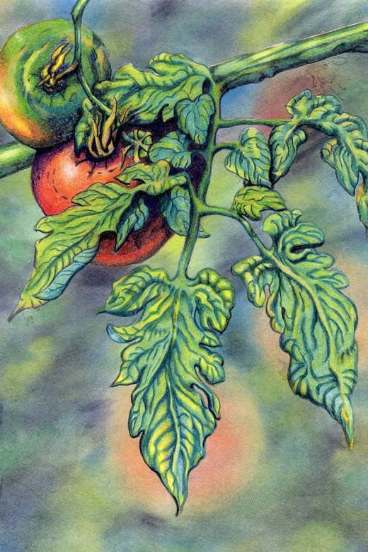 This color pencil drawing I did of tomatoes in my garden in Nashville shows the passion I have for recreating because that is my nature but nature is God's art.