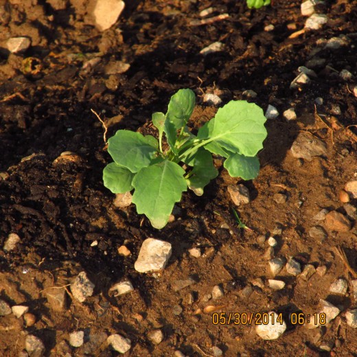 Here is a Brussell Sprout a sprouting! 