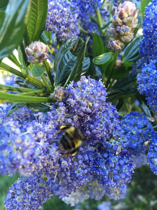 The ceanothus in my yard is a bee festival when it blooms each spring.  Multiple bees species arrive to eagerly collect pollen.