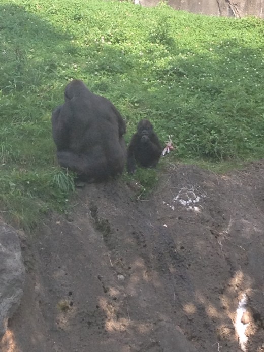 Mother/Child Bonding at the Pittsburgh Zoo