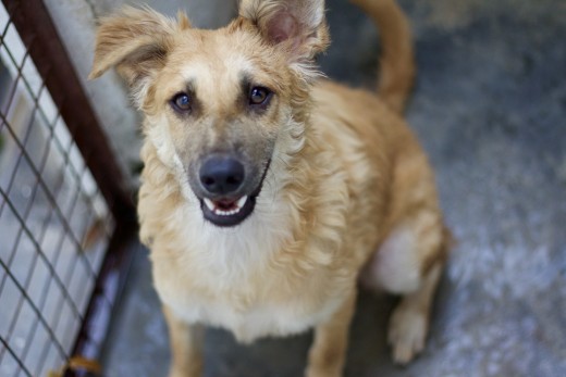 Dora from my local SPCA pet shelter where I volunteer at