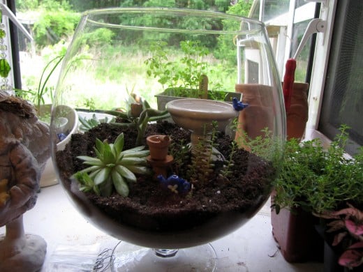 A terrarium or dish garden is easy to make and easy to maintain.