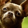 75 Unique Names for Chihuahuas