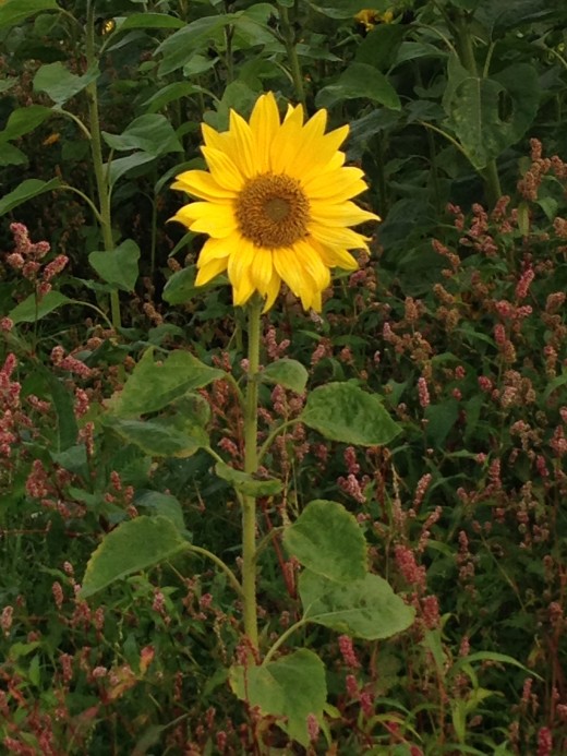 A stand alone sunflower