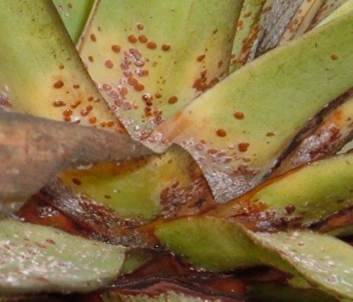 Scale insect infestation