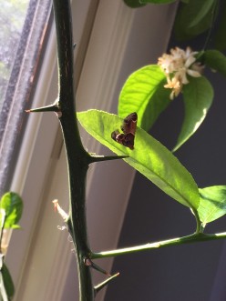 Moths, are they coming from my plants