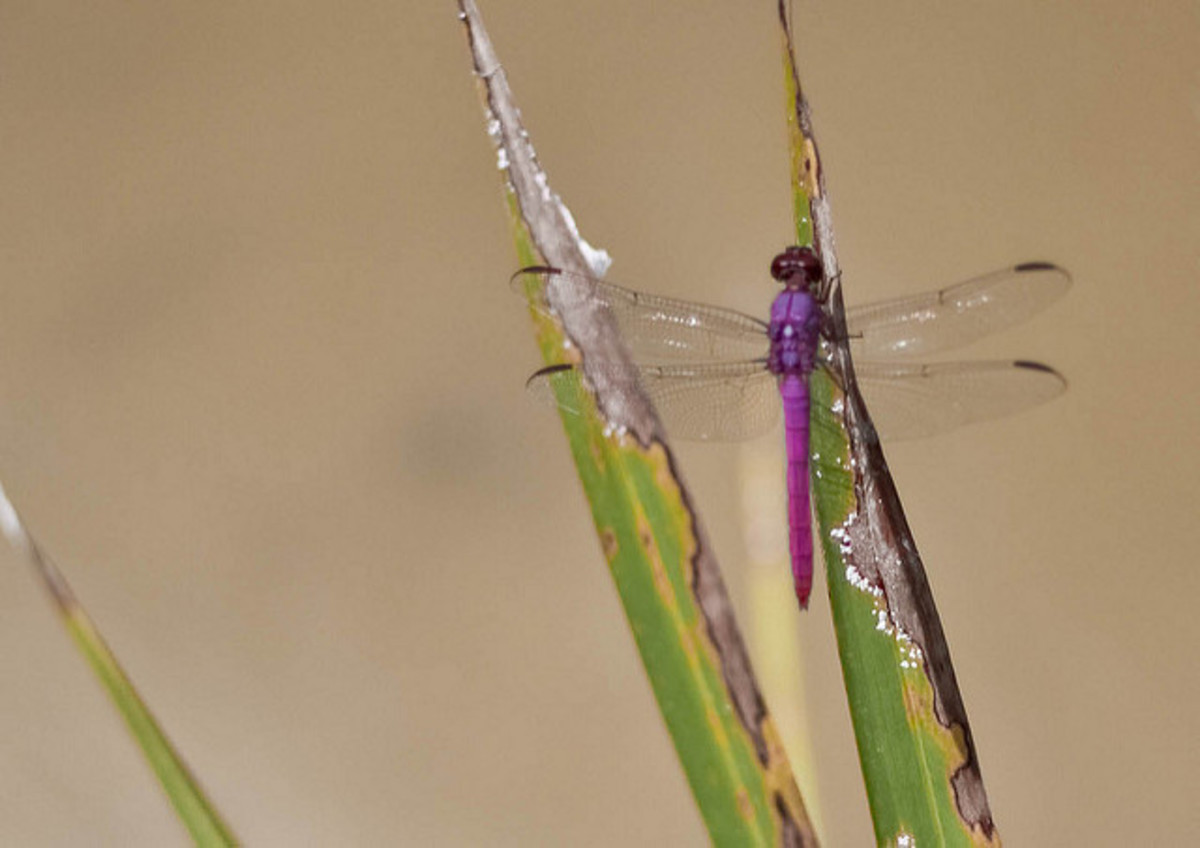 Not a Lavender Dancer, but a dragonfly.