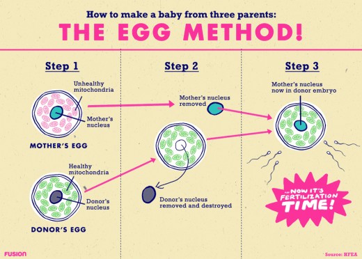 The mitochondrial DNA from the donor egg is removed and implanted in the intended mother's egg prior to fertilization.