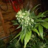 Super Skunk Automatic Seeds - White Label