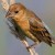 Female Blue Grosbeak Female Blue Grosbeak