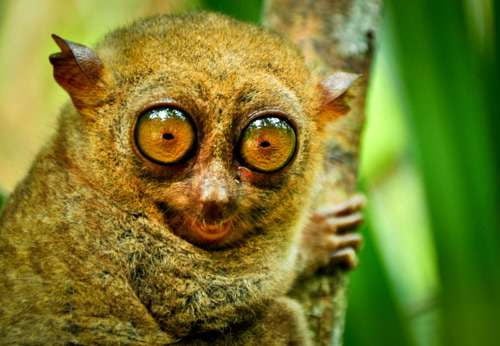 The Philippines Tarsier is the smallest living animal in the county