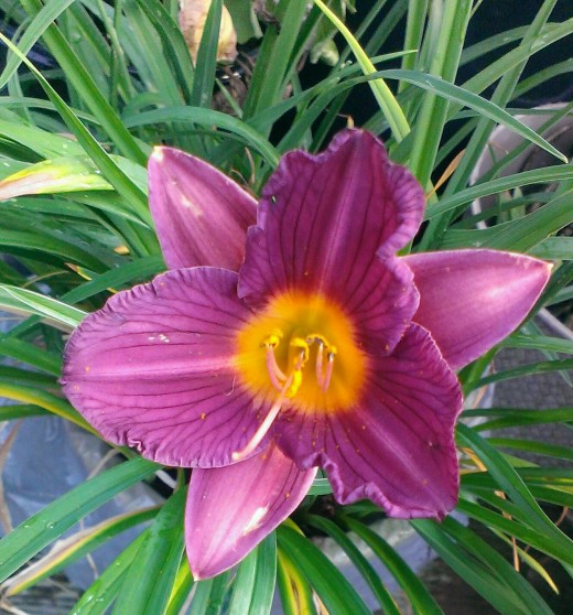 After established, daylilies are surprisingly drought tolerant.