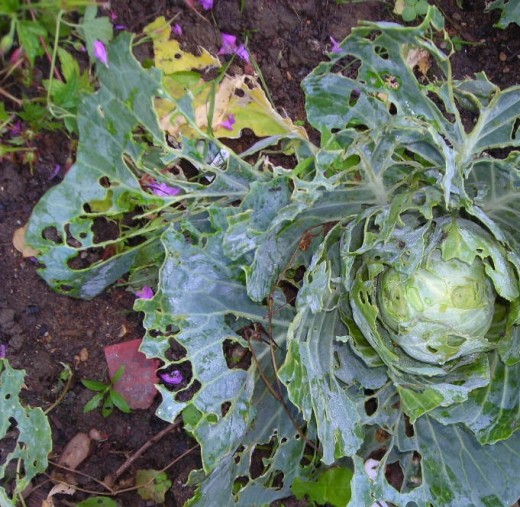 Decimated Cabbages - but those are just the lucky ones - the others are dead, eaten, every one
