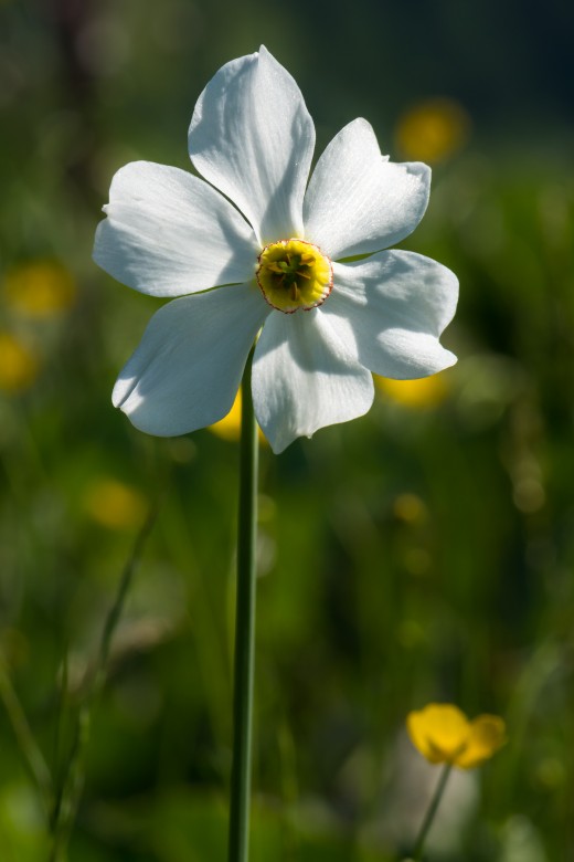 Poet's daffodil (Narcissus poeticus) on a wet meadow near lake Spechtensee, Styria