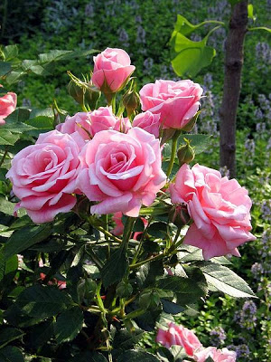 During hard times, I am convinced that focusing on the positive, like things of beauty and simple joys in nature, can help so much. 