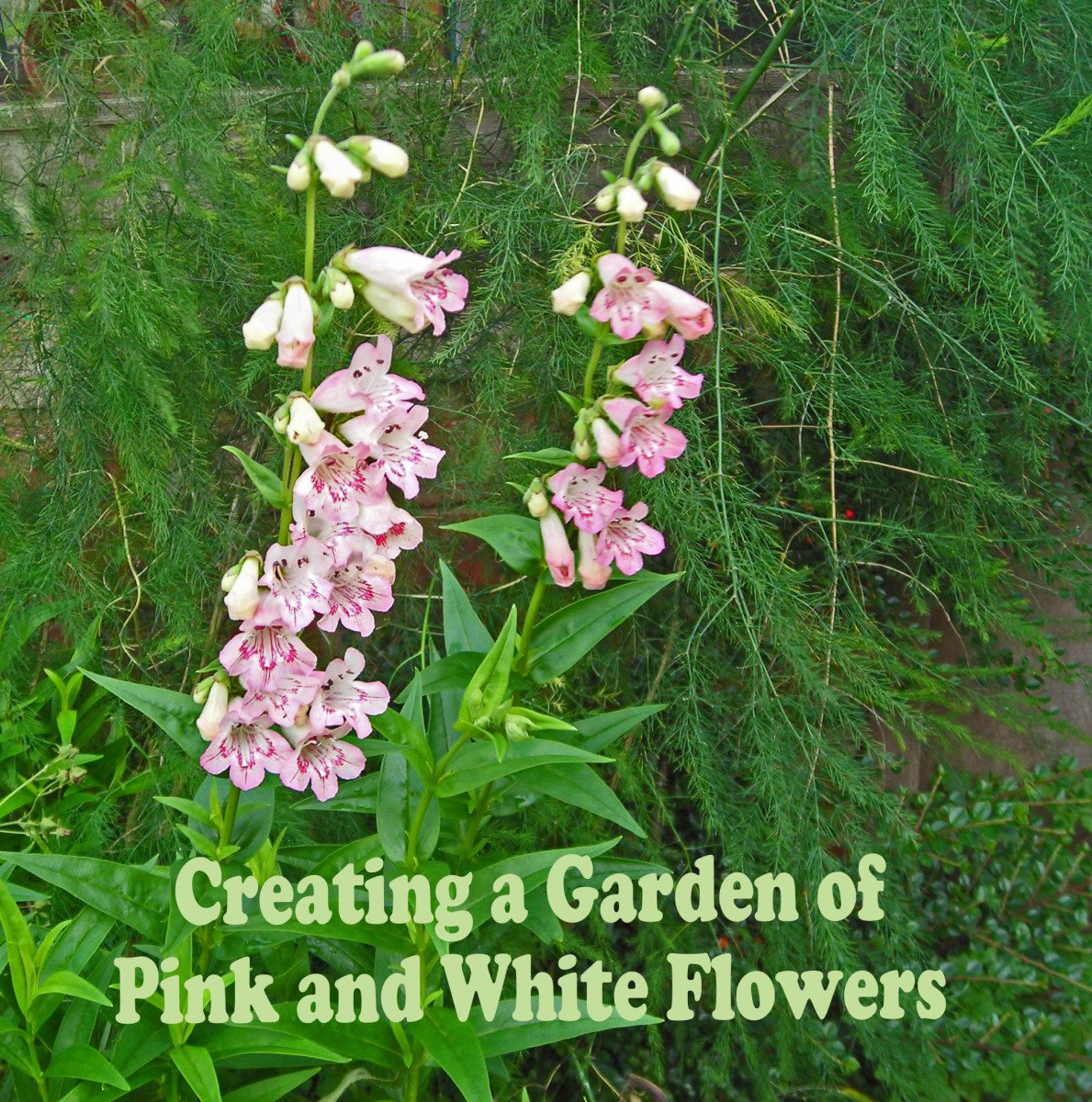 Creating a Garden of Pink and White Flowers