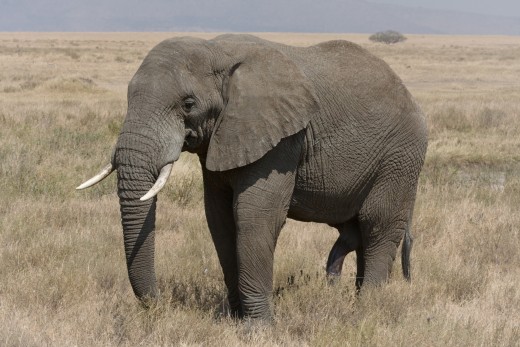 A bull African Bush Elephant. While the largest ever recorded weighed more than 10 tons, the males of this species average six tons.