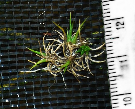 Small seedlings about 2 cm (~3/4 inch).