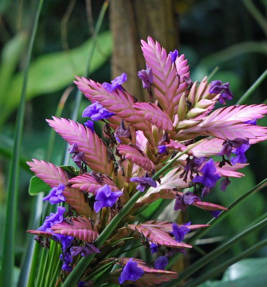 Some tillandsias are a little more elaborate with several blades and colored flowers blooming simultaneously. This beautiful inflorescence is a cultivar call Tillandsia 'Creation'.