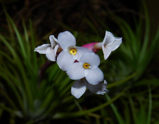 On most tillandsias the flowers are small and delicate and have to be blown up to see their beauty. This flower is a close up of the species Tillandsia araujei.